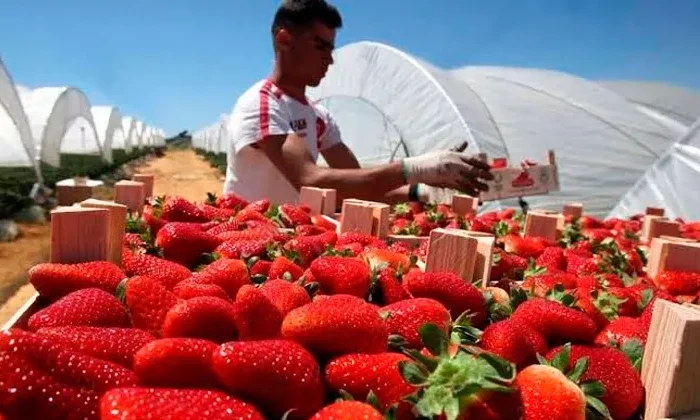 1,200 tamaulipecos encontraron “jale” en EU, Canadá y Alemania