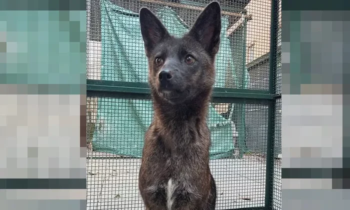 Descubren el primer híbrido de zorro y perro