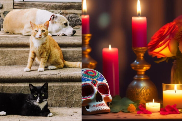 Día de Muertos: ¿cuándo llegan las almas de las mascotas fallecidas a visitarnos?