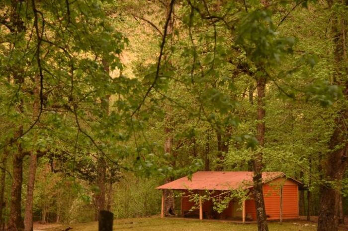 Talar un árbol sin permiso en Tamaulipas te podría enviar a prisión