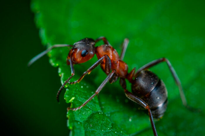 Joven fue mordida por una hormiga y terminó en el hospital con una infección mortal