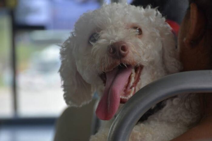 ¿Qué es la Ley Maple y por qué podrían sancionar a las estéticas de Tamaulipas?