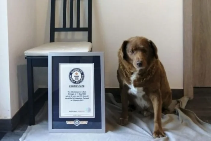 Bobi, el perro más longevo del mundo, muere a los 31 años