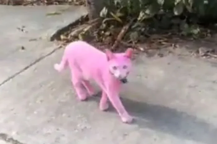 Se viraliza gato pintado de rosa; causa controversia en redes