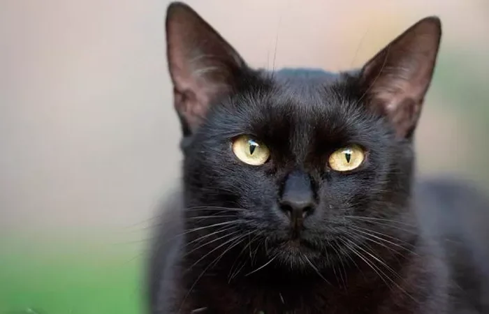 Activistas advierten sobre el riesgo de adopciones de perros y gatos en octubre y noviembre