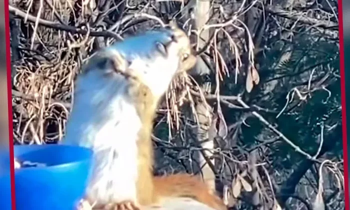 Ardilla se emborracha tras comer peras fermentadas y el video se vuelve viral