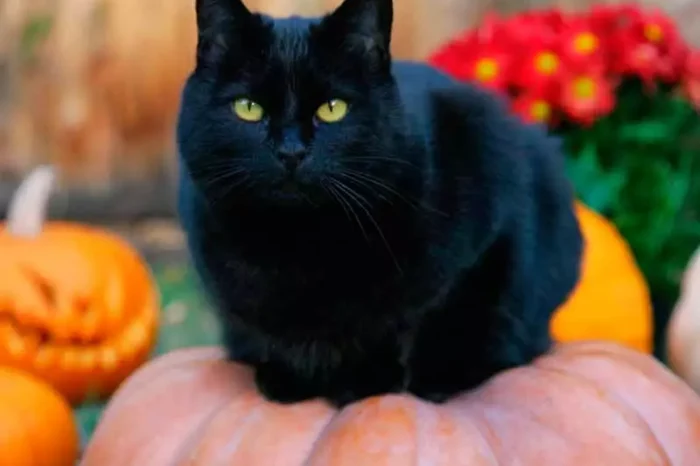 Octubre, el peor mes para los gatos negros por esta razón