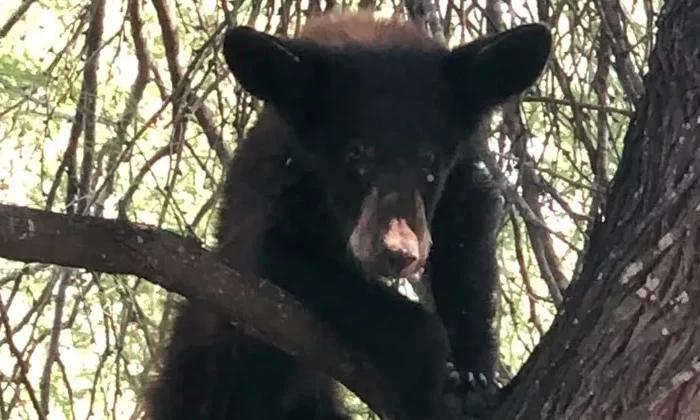 Oso asegurado en Padilla está en peligro de extinción