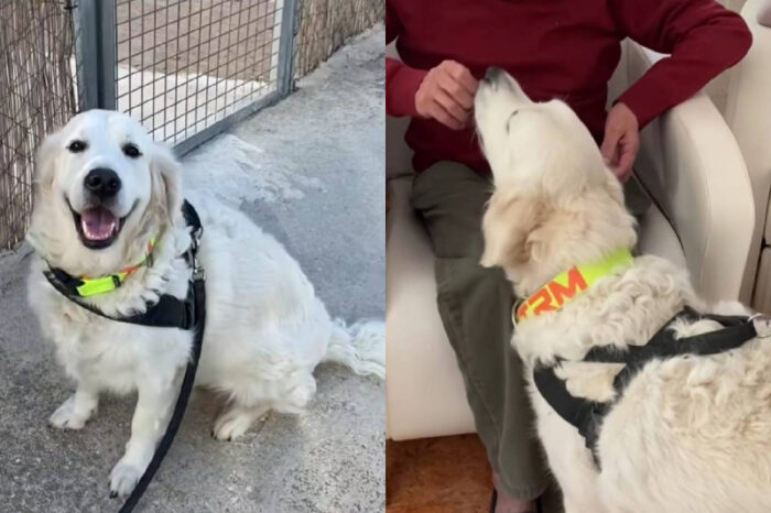 Él es Kelete, el perro cuyo trabajo ha conmovido a TikTok