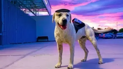 Asesinan a “Ingeniero”, el perrito adoptado por universitarios en Puebla