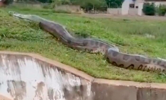 Captan otra serpiente gigante en una localidad de Brasil