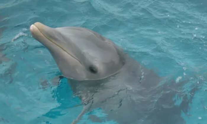 Comisión del Senado aprueba prohibir uso de delfines y focas en espectáculos acuáticos