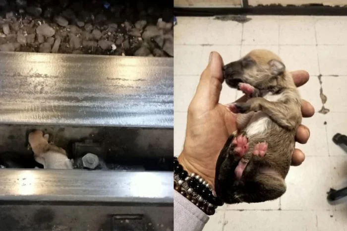 Rescatan a cachorro tras caer por un descuido a las vías del Metro en CDMX