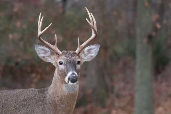 Detectan venados con ‘enfermedad zombie’ en Yellowstone
