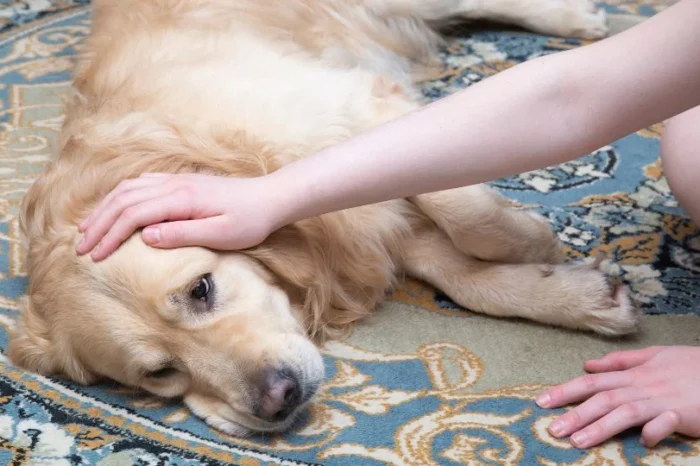 Misteriosa enfermedad respiratoria está afectando a perros en EU