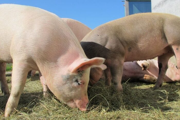 Reino Unido detecta primer caso de gripe porcina en humanos