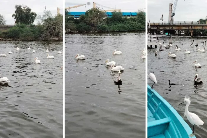 Pelícanos blancos llegan a Tampico