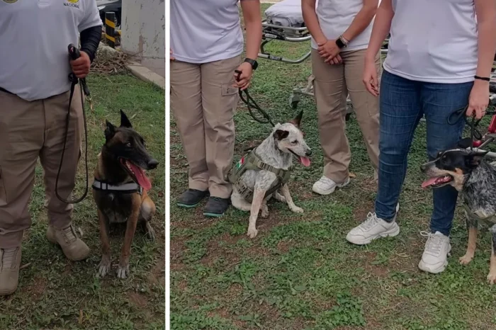 Presentan a los perritos rescatistas de Tamaulipas