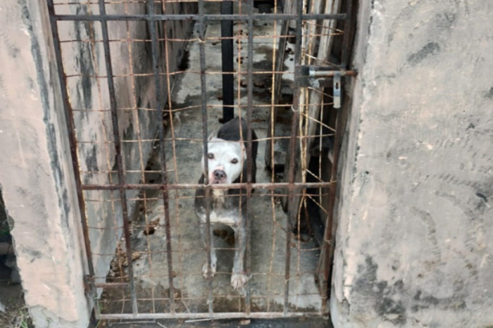 Delito dejar solos a perros cuidando solares o casas abandonadas