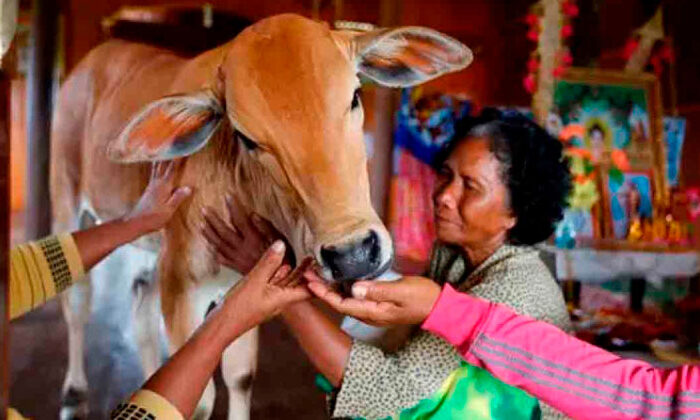 Abuelita se casa con una vaca, asegura que es la reencarnación de su esposo