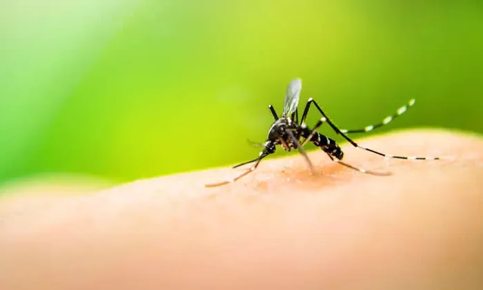 Confirma SINAVE muerte por dengue en Tamaulipas