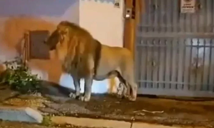 Enorme león escapa de circo y atemoriza a una comunidad en Italia