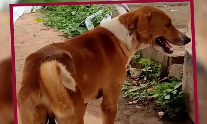 Perrito se queda esperando el regreso de su dueño fallecido