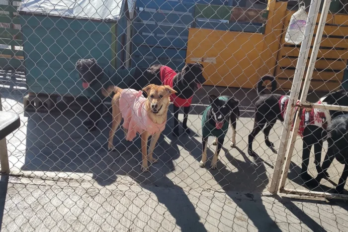 Refugio celebra posada a perritos rescatados