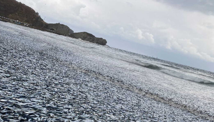 Aparecen miles de peces muertos en costas de Japón