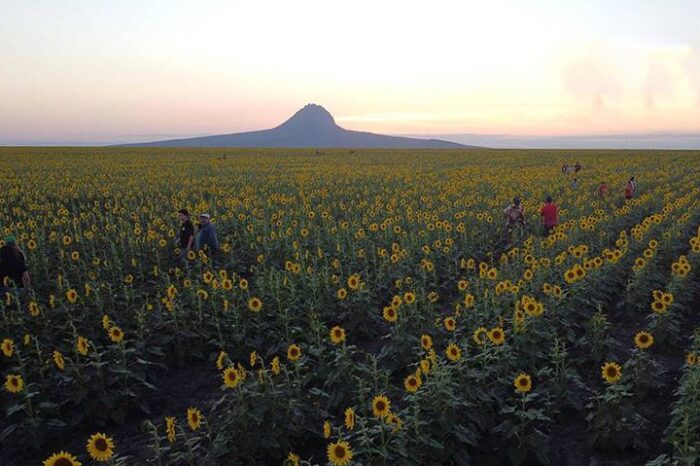 Llegan los girasoles de invierno: ¿cuándo abren los campos en González, Tamaulipas?