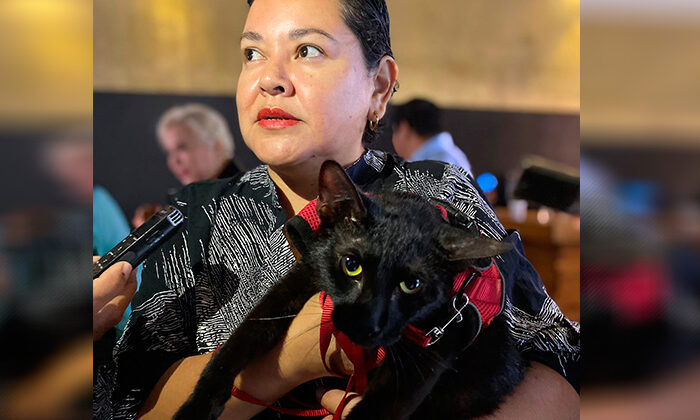 Crean refugio para gatos que son maltratados