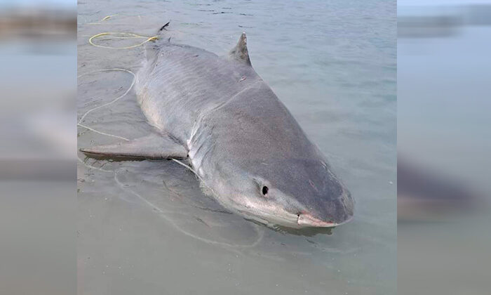 Capturan tiburón de 347 kilogramos