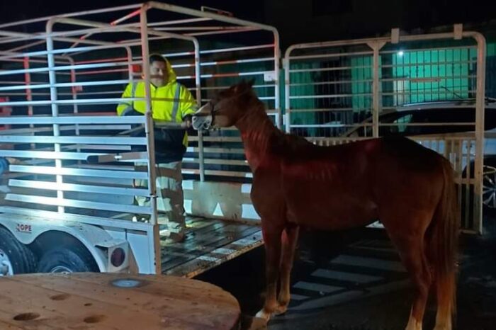 Refuerza Alcalde Carlos Peña Ortiz acciones para Protección Animal