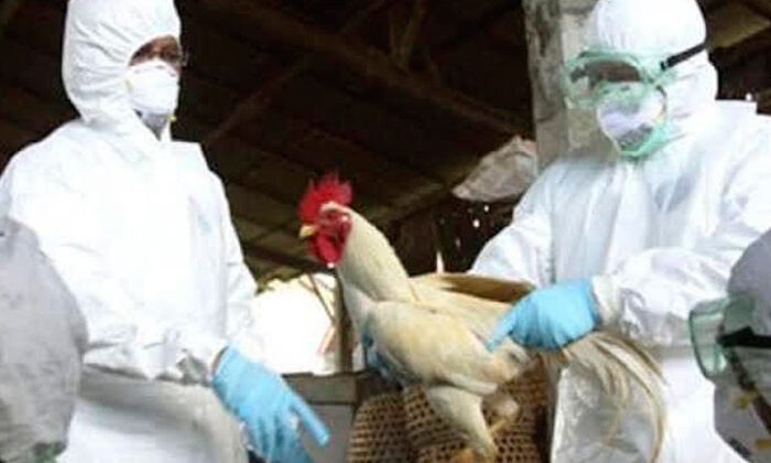Confirman muerte de una mujer tras contagiarse de gripe aviar en China