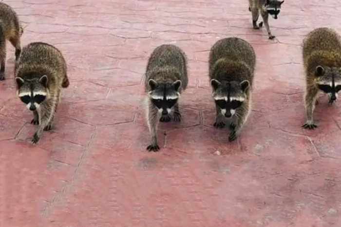 Ya son muchos: buscan reubicar a mapaches en más municipios de Tamaulipas