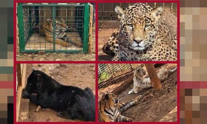 Aseguran dos tigres y cinco jaguares en Jalisco