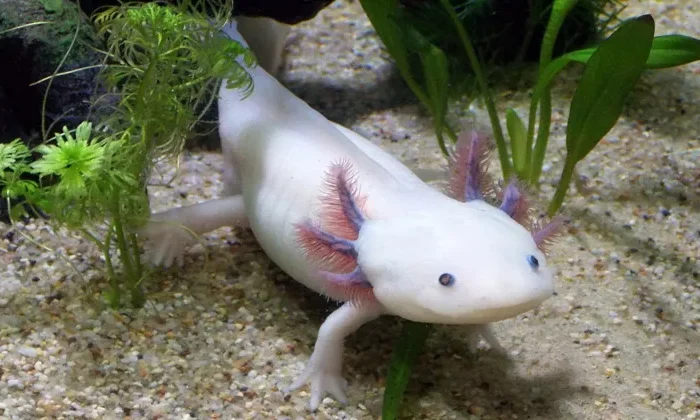 Ajolotes, de las mascotas exóticas que más buscan los británicos