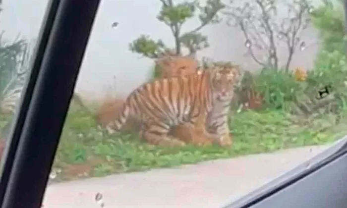 Graban a león y tigre ‘jugando’ en la calle en Zapopan