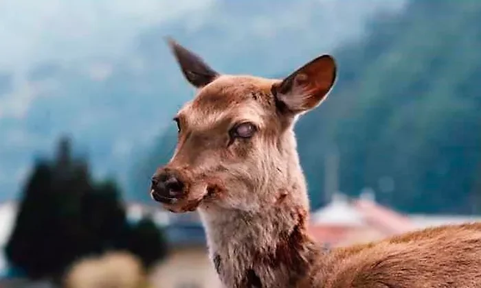 ‘Enfermedad del ciervo zombie’ podría propagarse a humanos