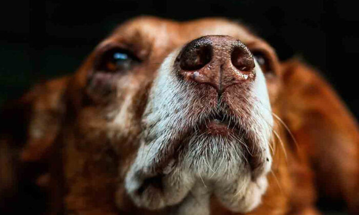 Mujer sale del coma tras visita de su perrito; la mascota murió poco después