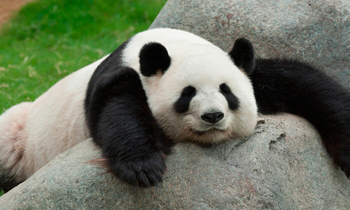 Restaurante que vende ajolote frito también ofrece tortuga y oso panda