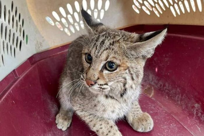 Llegan a la oficina y son sorprendidos por un lince en el techo
