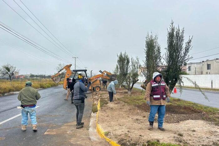 Planta Gobierno de Carlos Peña Ortiz olivos en avenidas de Reynosa