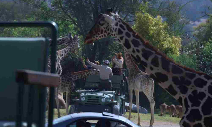 La jirafa Benito se integró a su nueva manada en Puebla