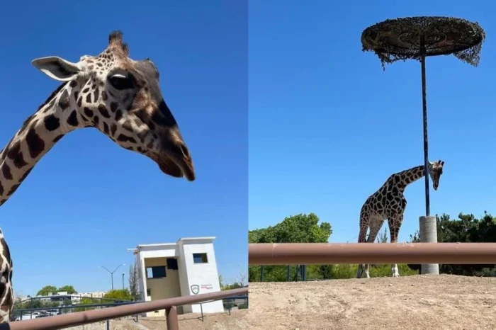 ¡Rescatan a Benito! Jirafa maltratada en Ciudad Juárez tendrá nuevo hogar