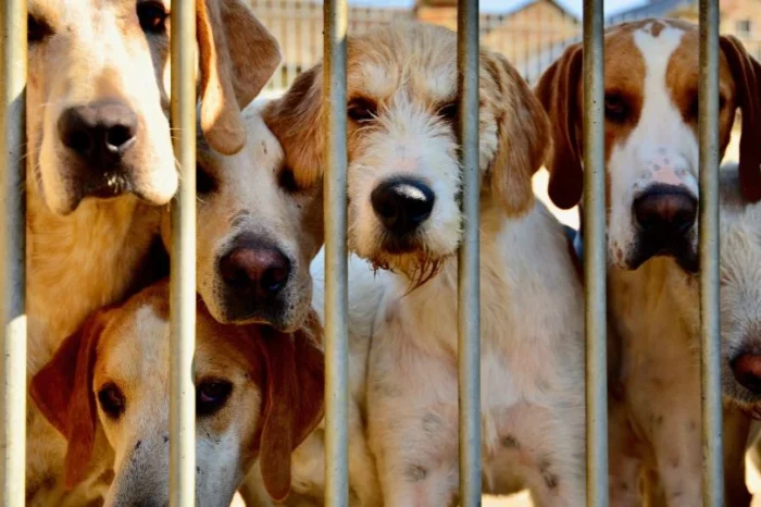 Corea del Sur aprueba proyecto de ley para prohibir consumo de carne de perro