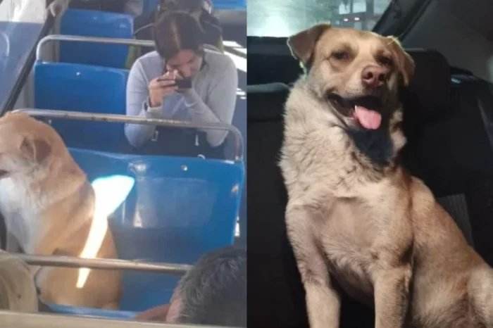 Encuentran a Boby, perrito que se perdió tras subir a camión en Puebla