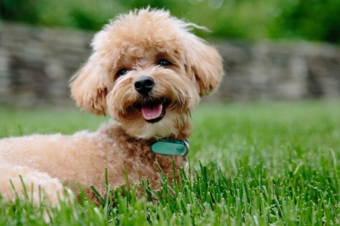 Abuelita hereda millones a sus mascotas porque sus hijos nunca la visitaron