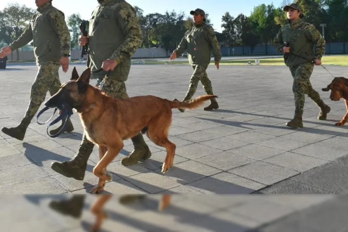 Se jubilan los perritos que ayudaron en derrumbe de iglesia en Ciudad Madero