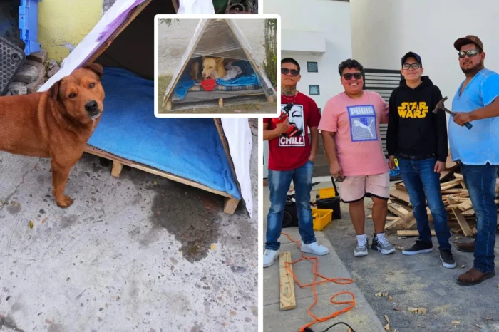 Perritos sin frío, hacen casitas para protegerlos